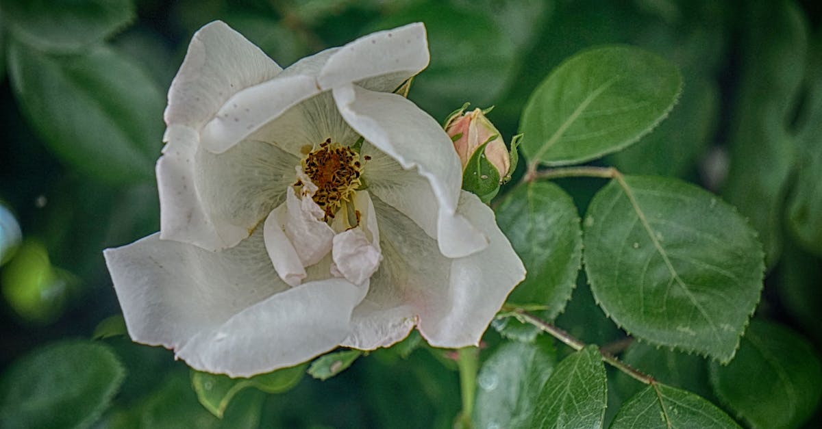 Free stock photo of botanique, fleur blanche, Flore