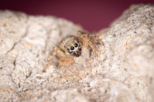 brown-and-white-spider