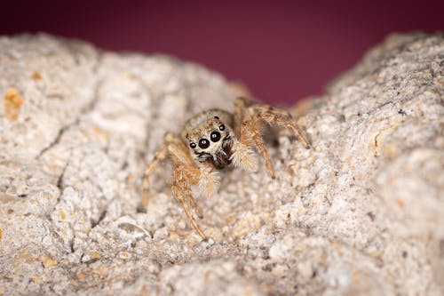 brown-and-white-spider