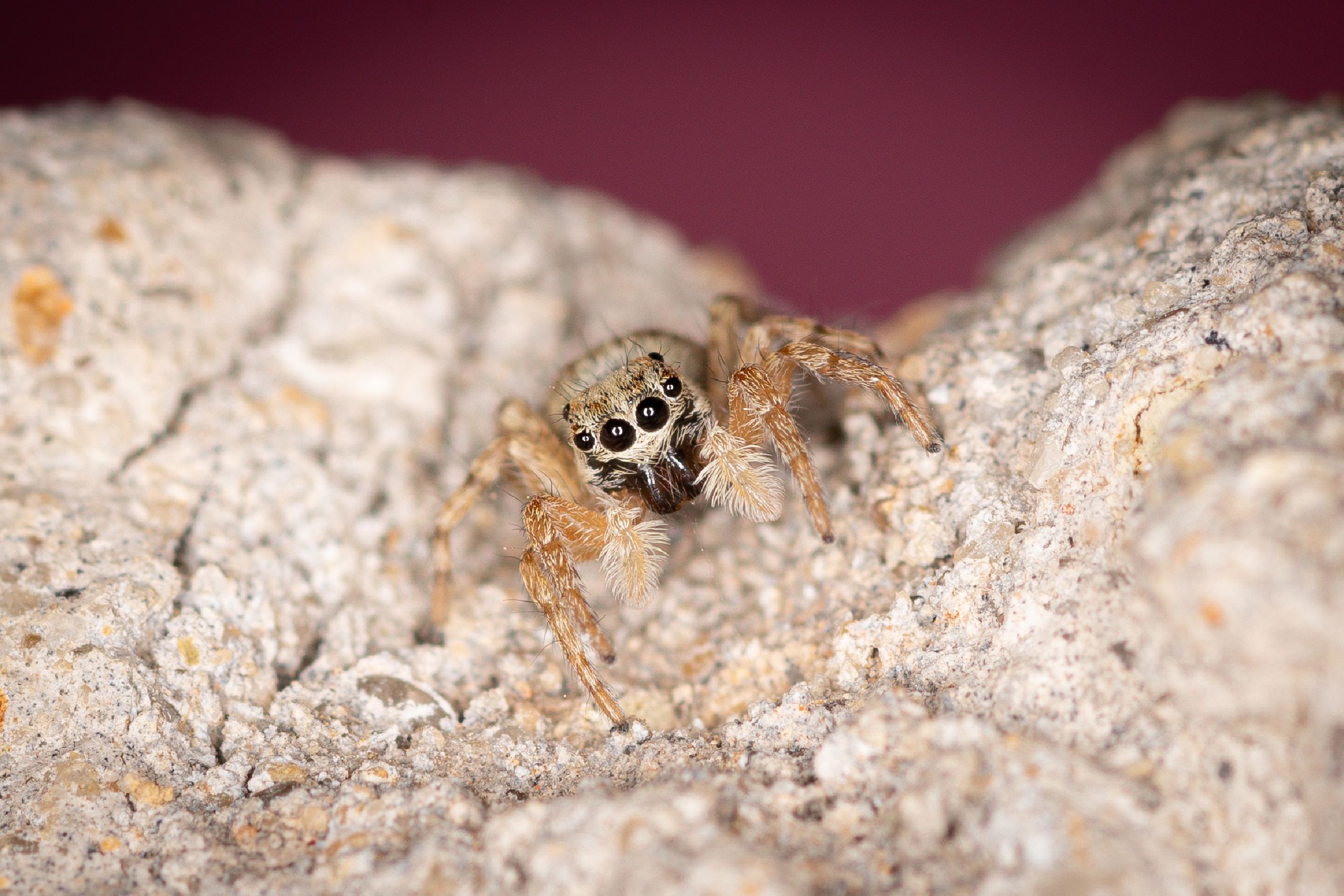 Close-up of a Small, Brown Spider Standing on a Brown Surface · Free ...