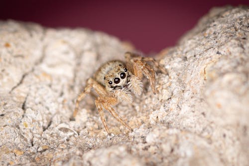 brown-and-white-spider