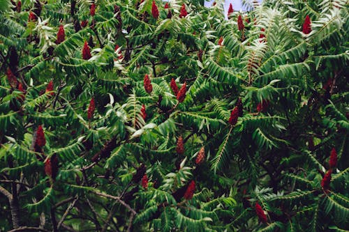 Foto profissional grátis de árvore, cones vermelhos, ecológico