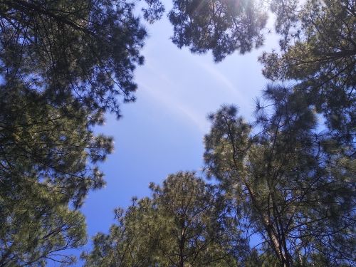 Free stock photo of blue sky, nature Stock Photo