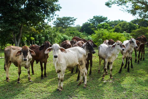 Kostenloses Stock Foto zu bäume, feld, kalb