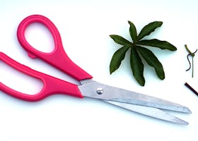 Red Scissors Near Green Leaf