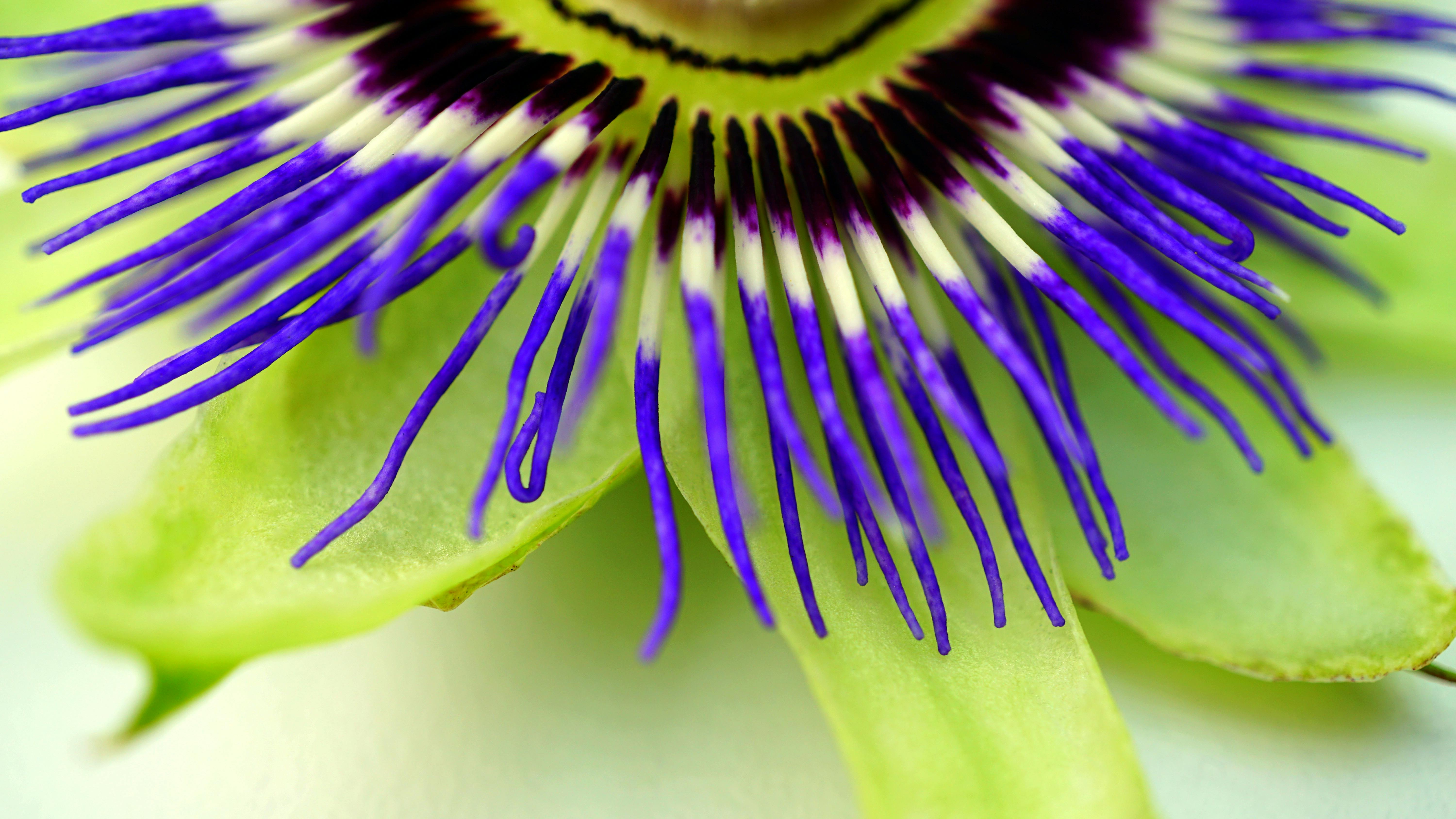 Purple and Green Flower · Free Stock Photo