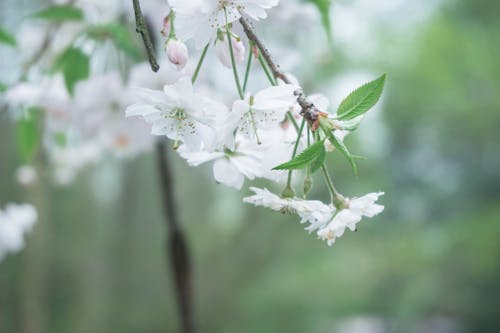 Foto d'estoc gratuïta de flor, verd