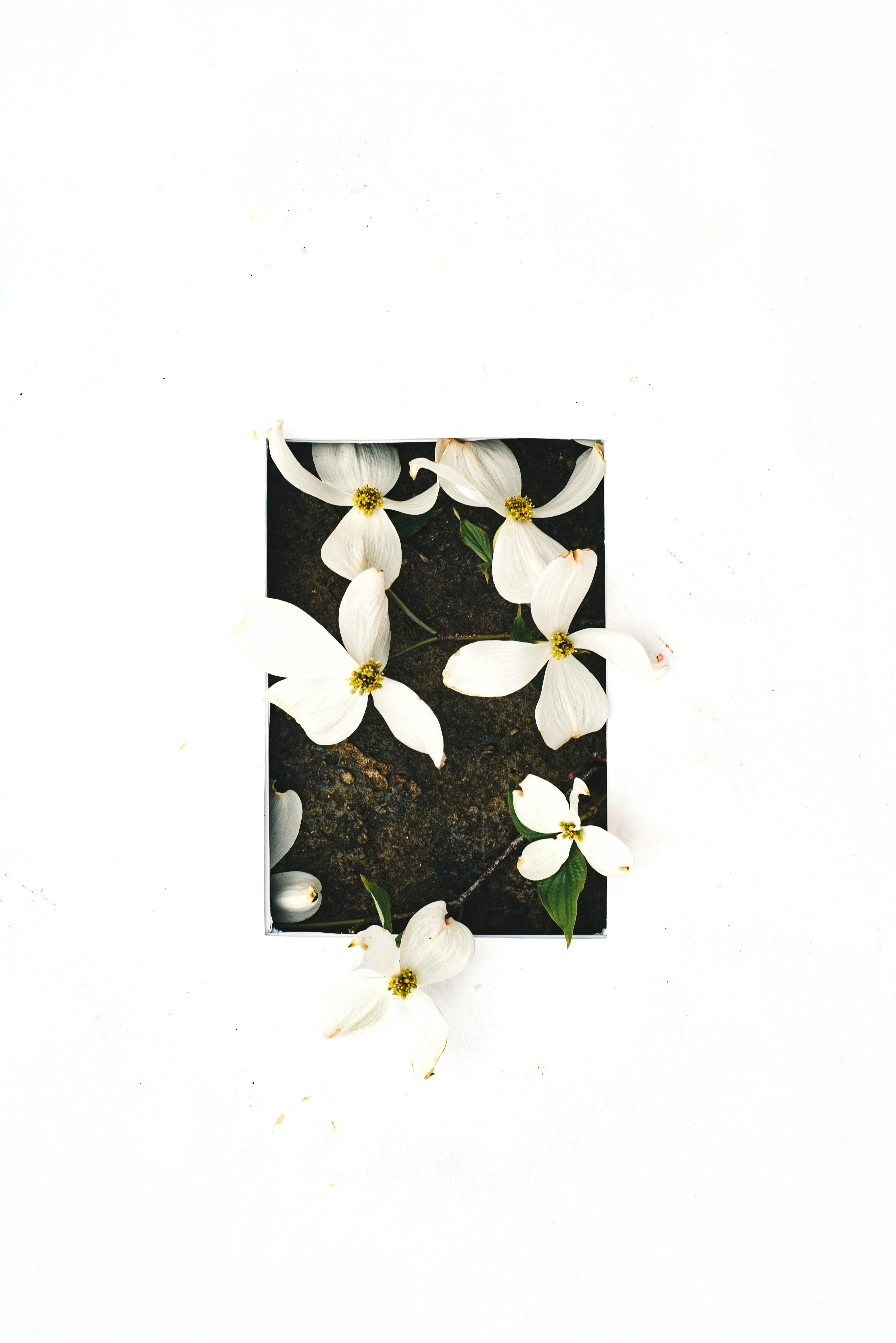 Top view of white dogwood flowers on soil, creating a contrast with a minimalist white background.