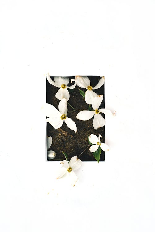 Základová fotografie zdarma na téma bílé pozadí, květiny, okvětní lístky