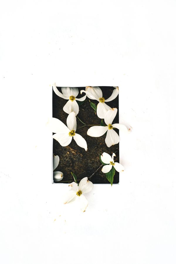 White dogwood flowers