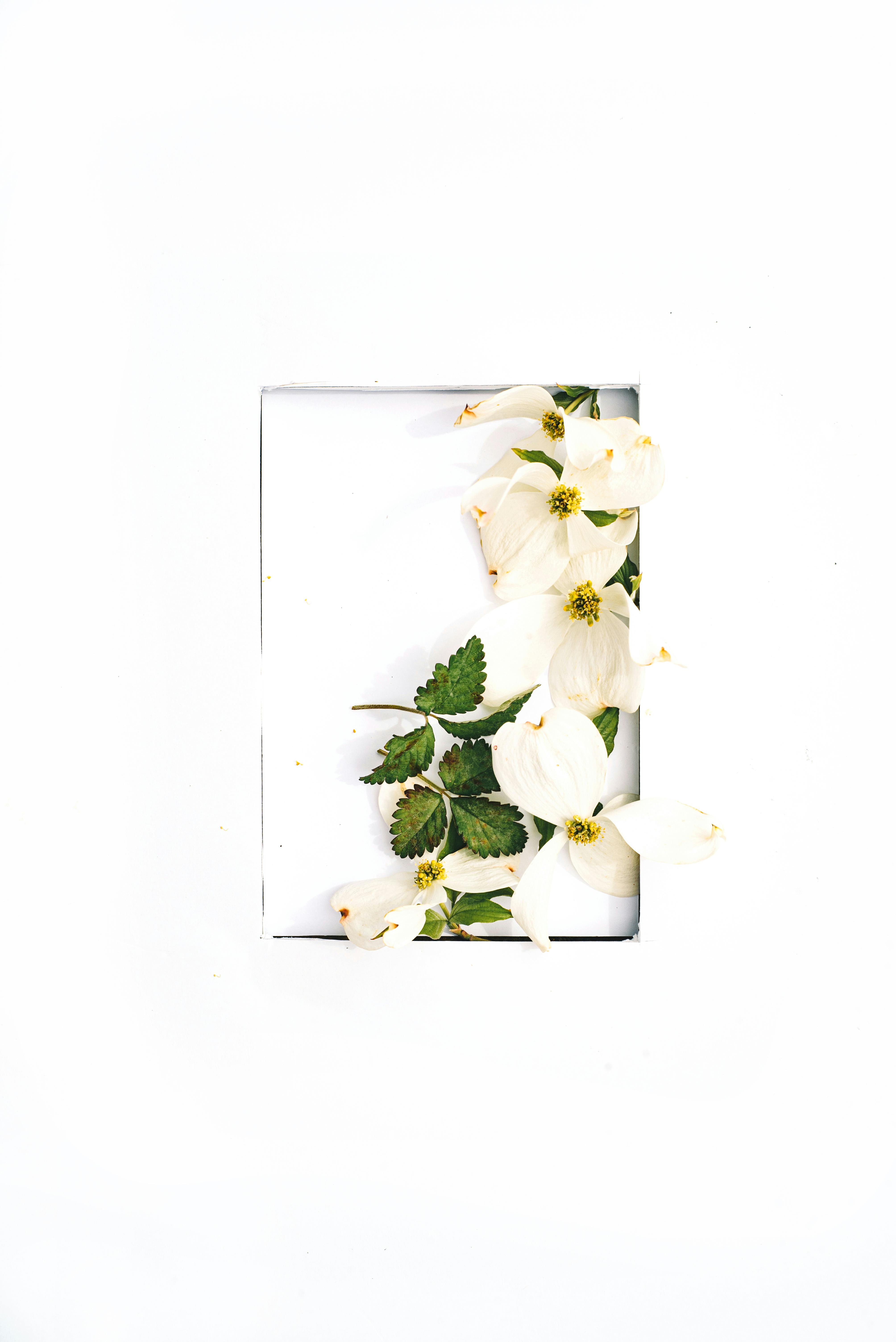 Elegant white flowers with green leaves arranged vertically on a white background, captured in a minimalist style.