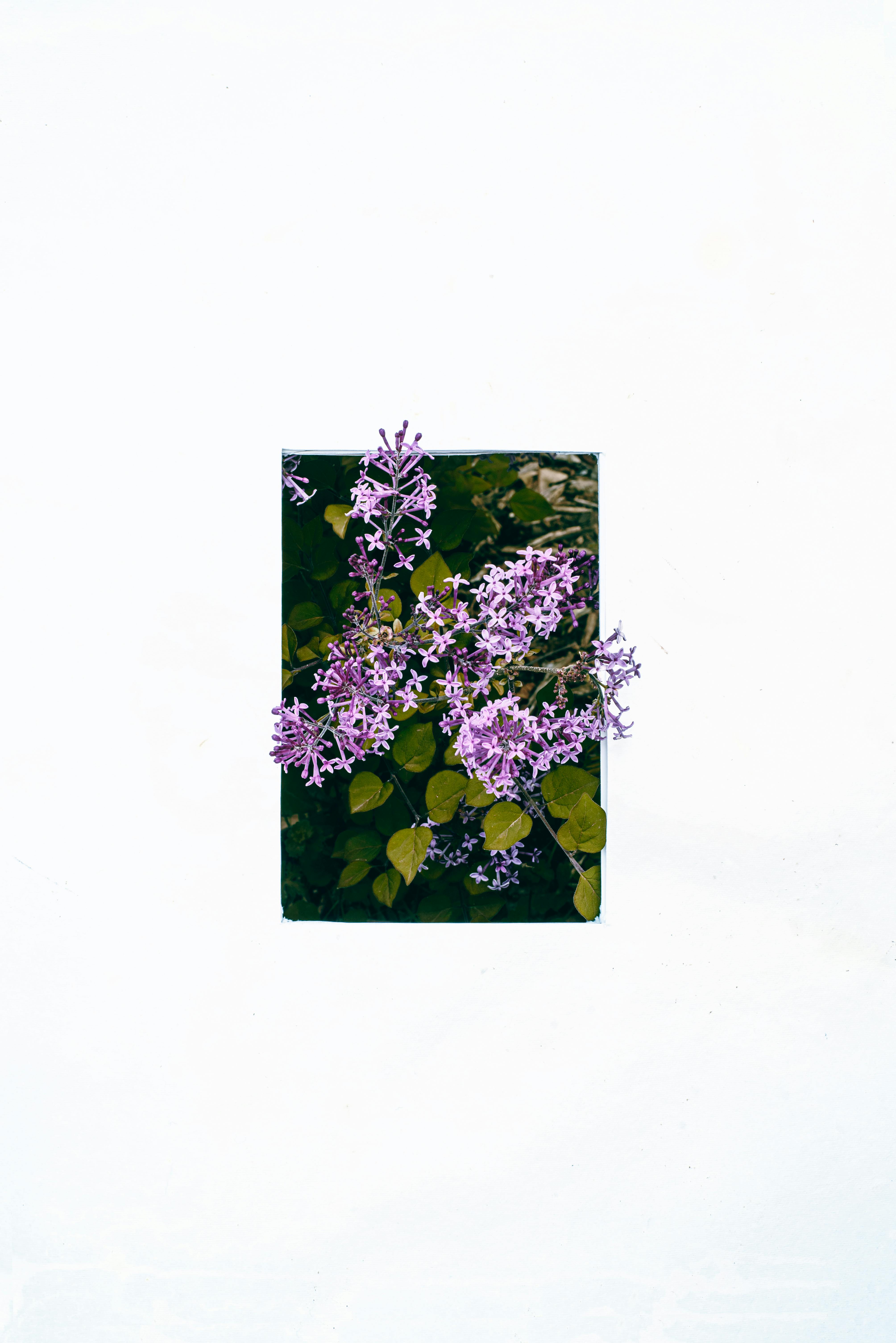 Lilacs in full bloom against a white wall, creating a minimalist and fresh aesthetic for spring.