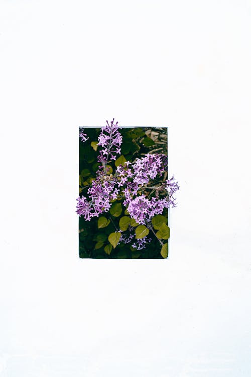 A small purple flower is shown in a white frame