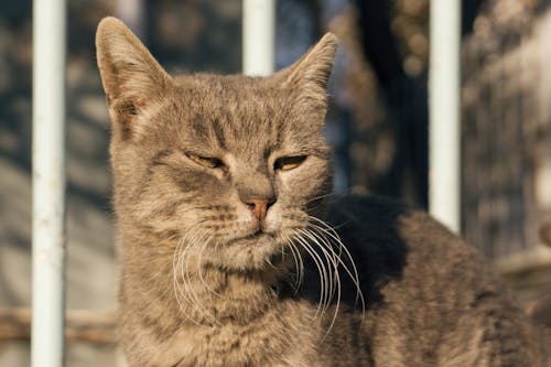 Foto profissional grátis de animal de estimação, cabeça, fotografia animal