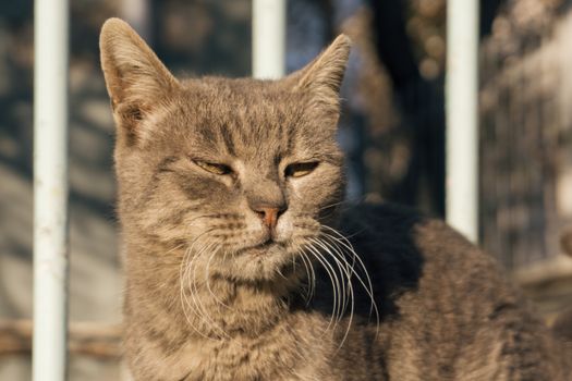 Detailed close-up of a relaxed grey cat enjoying sunlight outdoors.