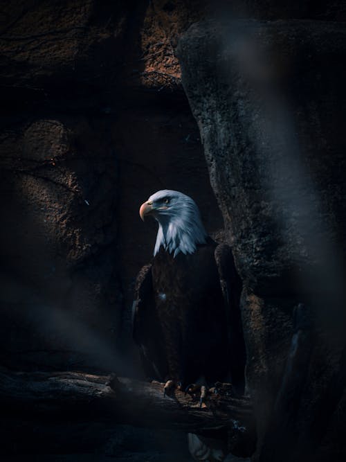 A bald eagle sitting on a branch in a cave