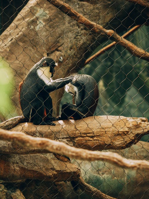 Foto d'estoc gratuïta de animals, assegut, branques