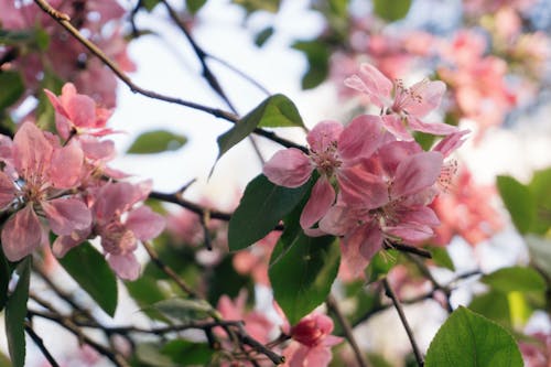 Бесплатное стоковое фото с весна, ветви, красота