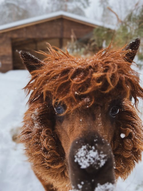 Foto d'estoc gratuïta de alpaca, camp, constipat