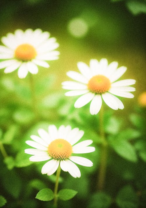 Kostnadsfri bild av anläggning, blommor, flora