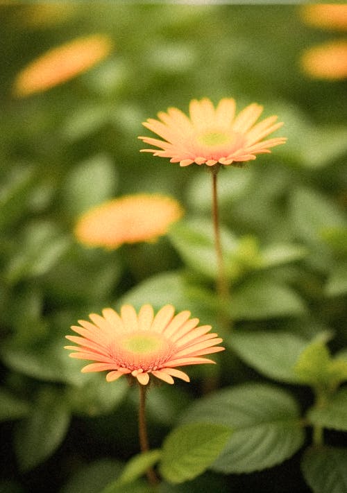 公園, 增長, 夏天 的 免费素材图片