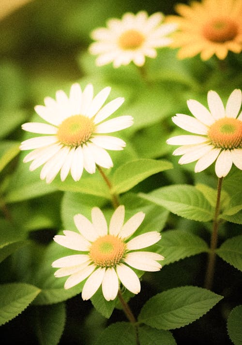 A close up of some daisies in a green garden