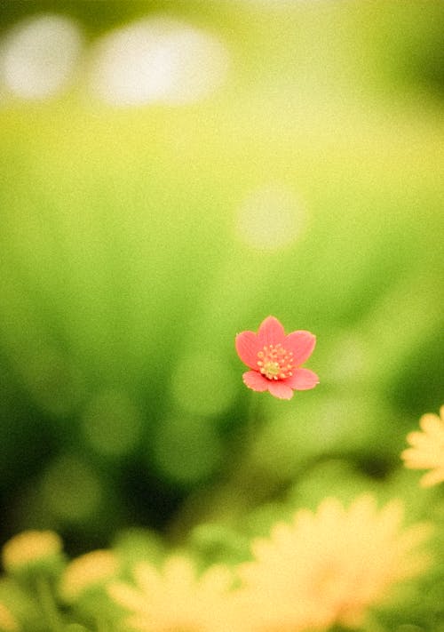 Free A small pink flower in the middle of a green field Stock Photo