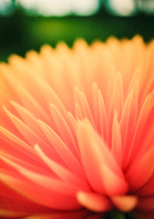 Free Close-up of a Bright Gerbera Flower Stock Photo