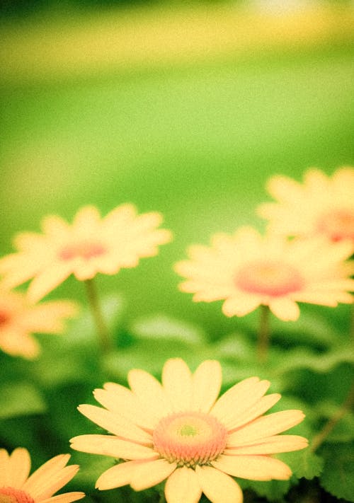 Foto d'estoc gratuïta de enfocament selectiu, flors, groc