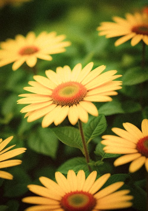 Foto d'estoc gratuïta de enfocament selectiu, flors, groc