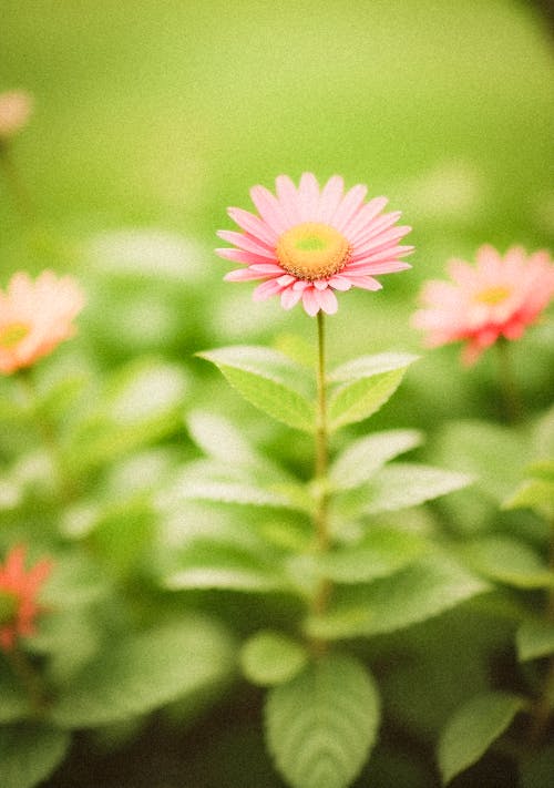 Kostnadsfri bild av blommor, delikat, flora