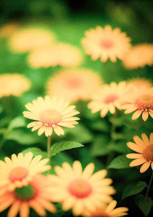 A close up of yellow daisies in a green field