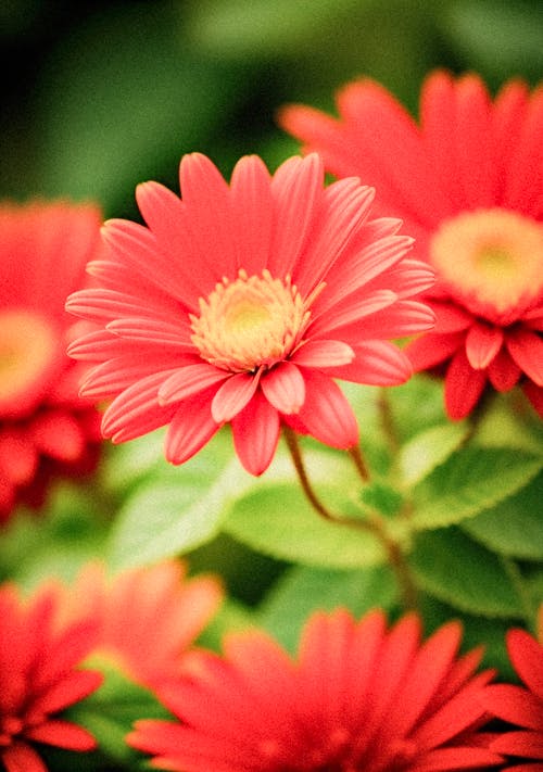 Free Blooming Red Gerberas Stock Photo