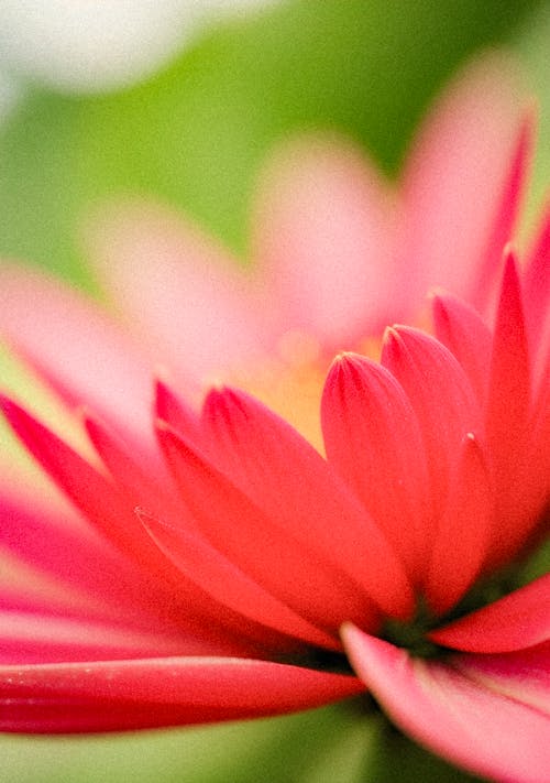 Free A close up of a red flower with green leaves Stock Photo