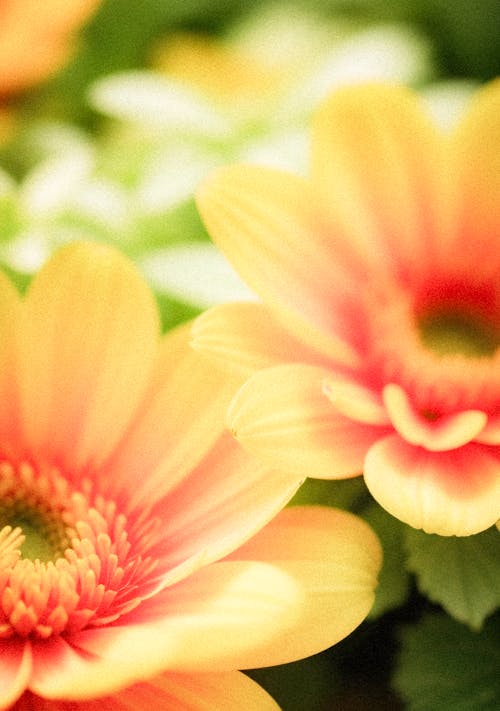 Foto stok gratis berkembang, bersemangat, bunga-bunga