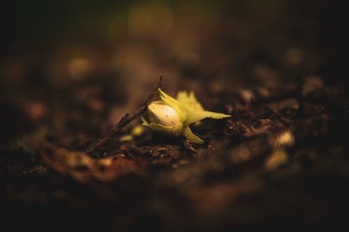 Foto stok gratis alam, bunga, fokus selektif