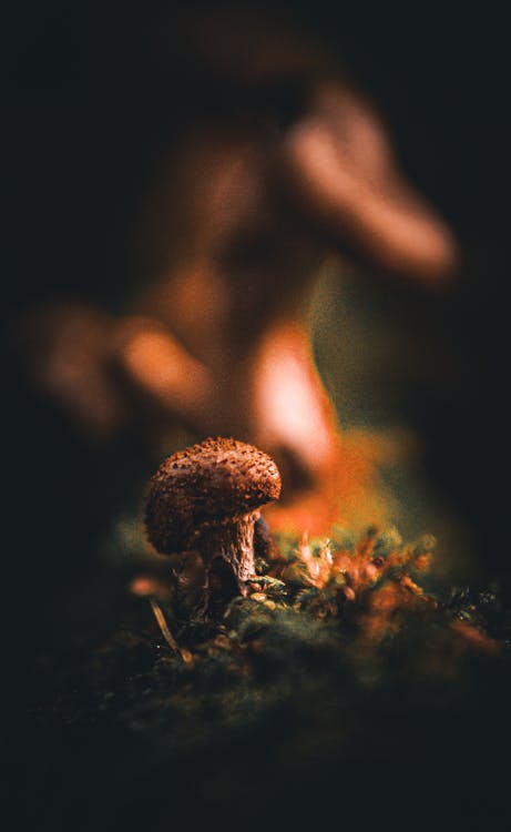 A mushroom is shown in the dark with a blurry background
