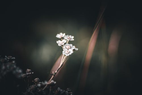 Free A small white flower in the dark with a blurry background Stock Photo