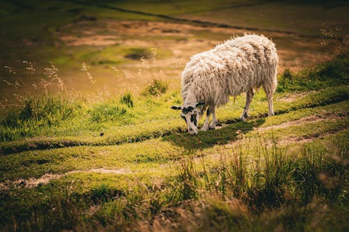 Kostenloses Stock Foto zu außerorts, grasen, natur