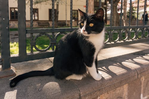 Free A black and white cat sitting on a ledge Stock Photo