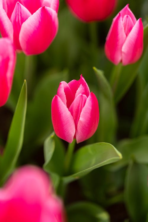 Foto d'estoc gratuïta de enfocament selectiu, flors, natura