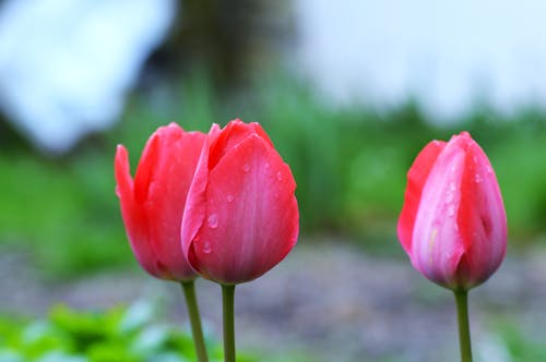 Ingyenes stockfotó rózsaszín tulipán témában