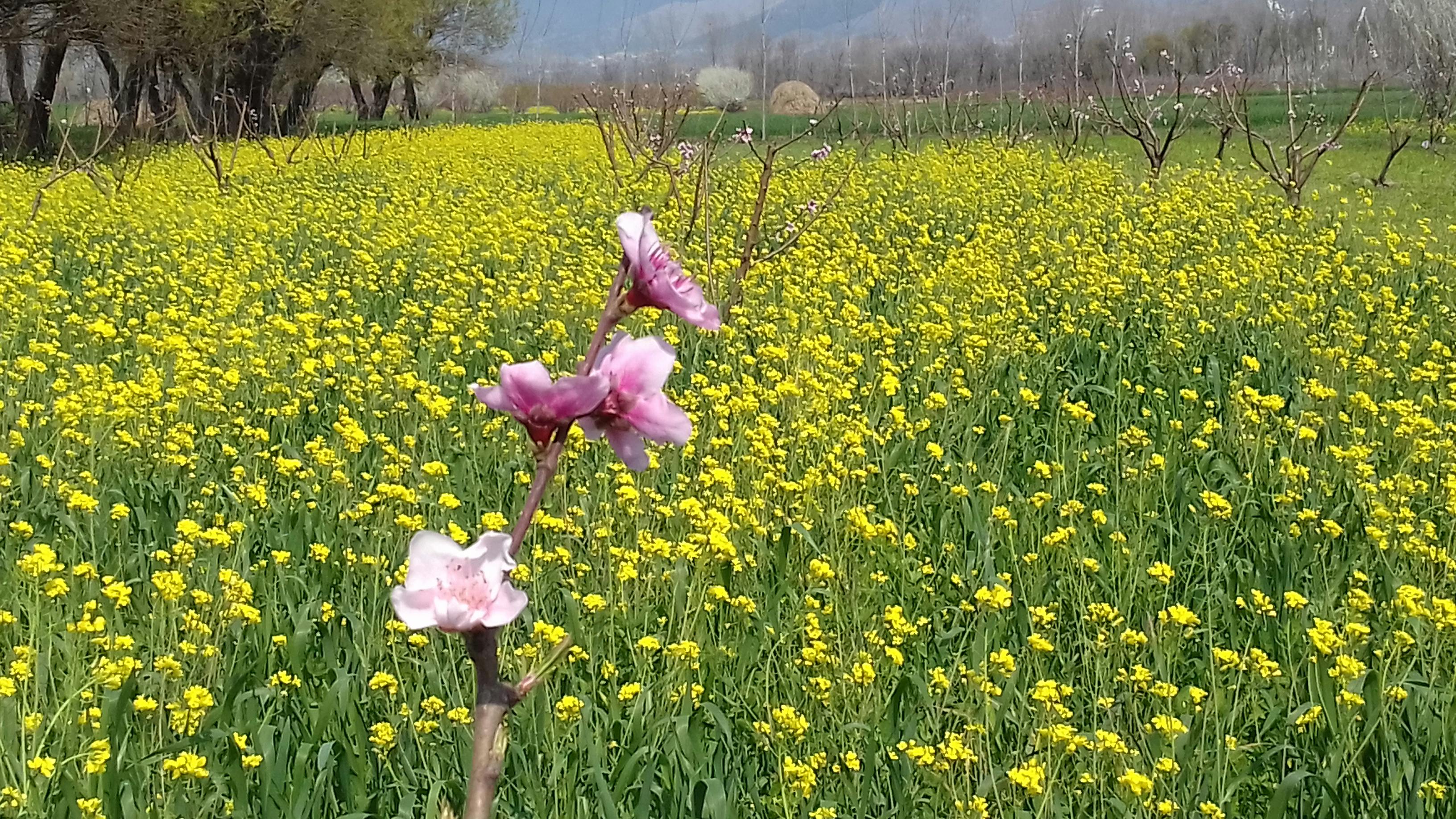 Free stock photo of Spring Season, swat pakistan