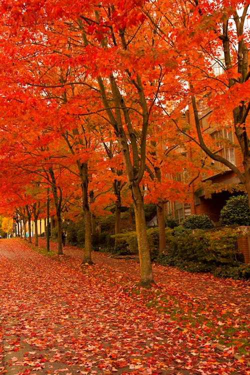 Безкоштовне стокове фото на тему «дерева, листя, осінь»
