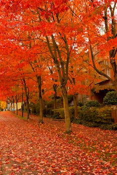 绿树成荫的小路上，充满活力的红叶覆盖着迷人的秋景