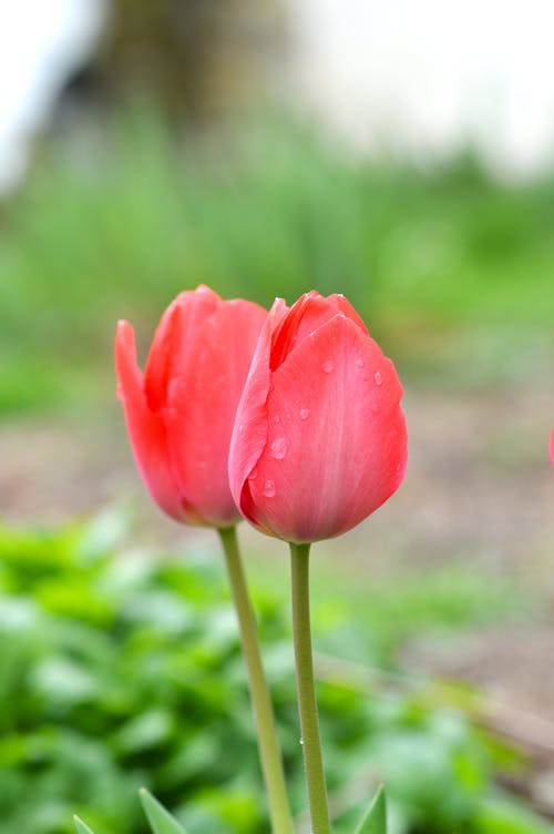 Darmowe zdjęcie z galerii z tulipan, tulipany róż