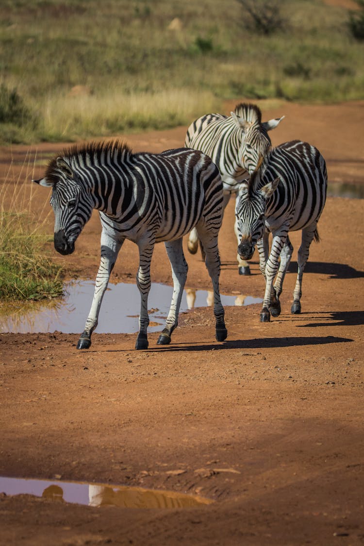 Three Zebras