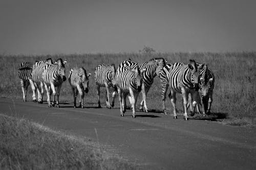 Grayscale Photography Of Herd Of Zebras