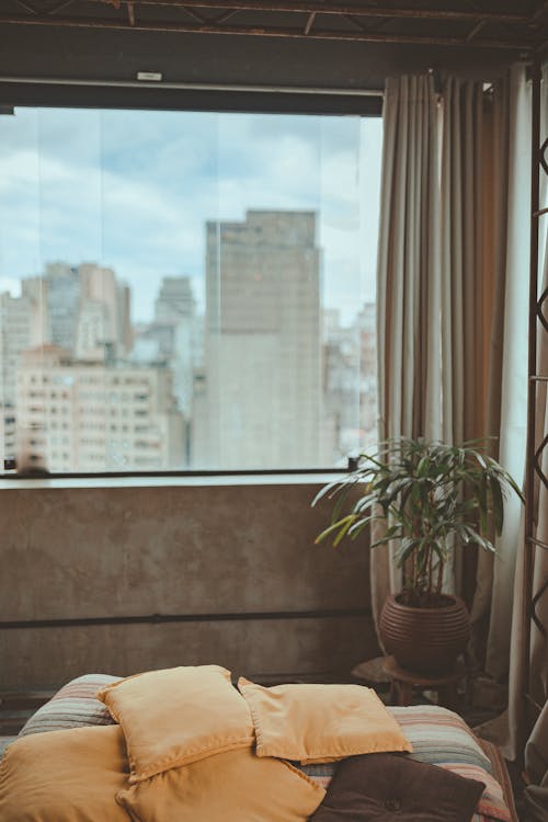 Free Green Leaf Plant Near the Window Glass Stock Photo