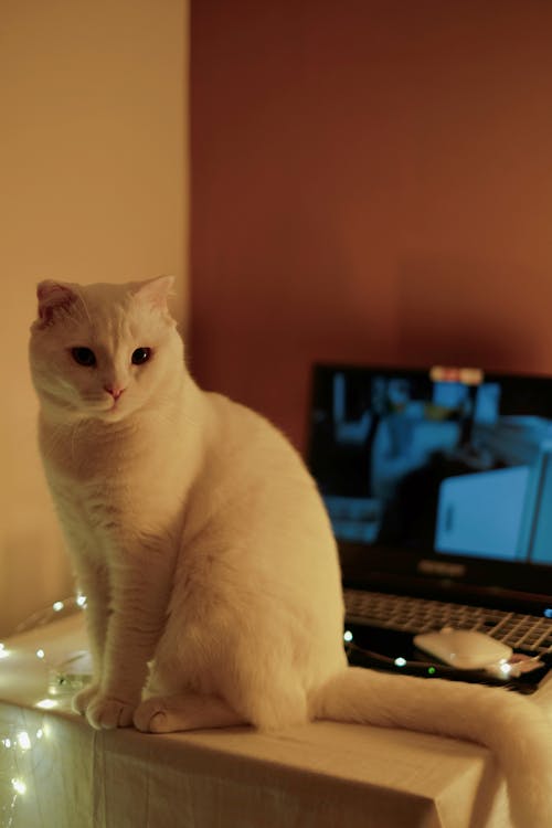 고양이, 귀여운, 노트북의 무료 스톡 사진